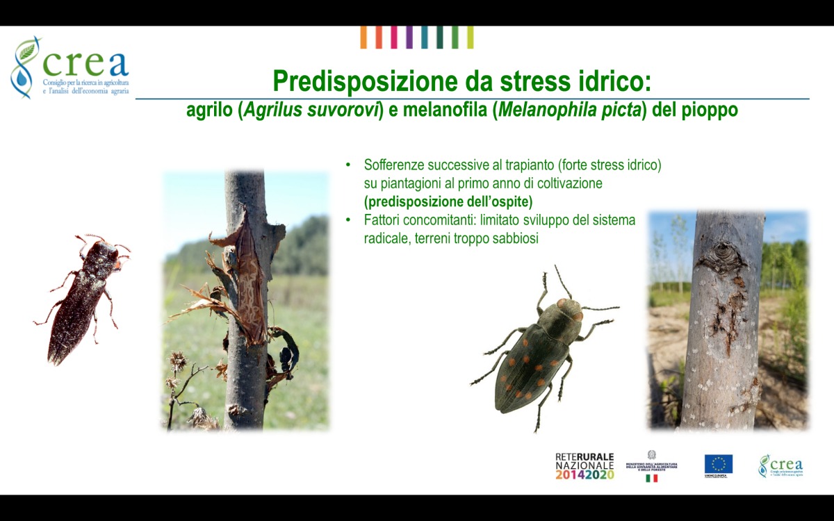 Lo stress idrico del pioppo può facilitare l'attacco di funghi e insetti dannosi